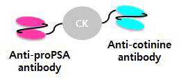 human Ckappa 단백질이 fusion 된 항-proPSA bispecific 항체의 모식도