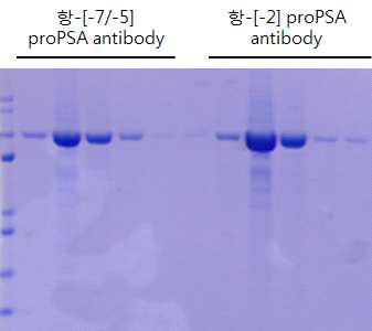 proPSA 항체들을 human Ckappa 단백질이 융합된 bispecific 형태로 발현 및 정제