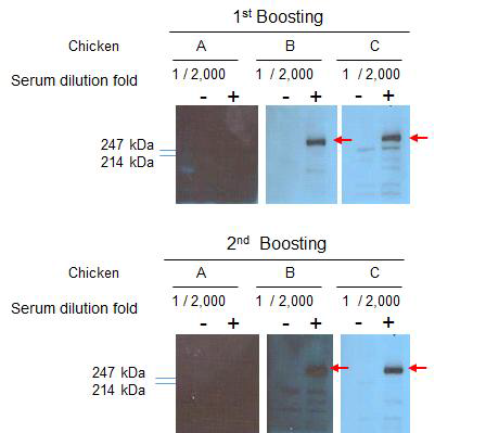 ROS1이 발현되는 HEK 293T cell에 대한 polycolonal 항체의 결합 확인