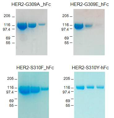 human Fc가 결합되어있는 변이된 HER2 재조합 단백질을 발현 및 정제