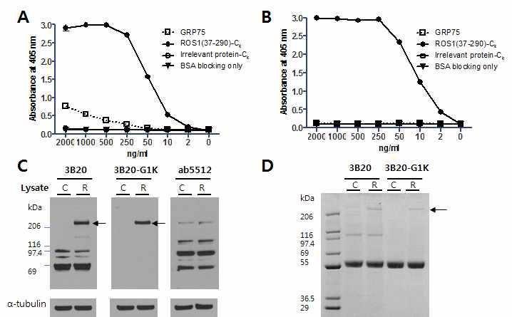 3B20 항체의 ROS1 결합 특이성을 높이기 위한 실험 결과