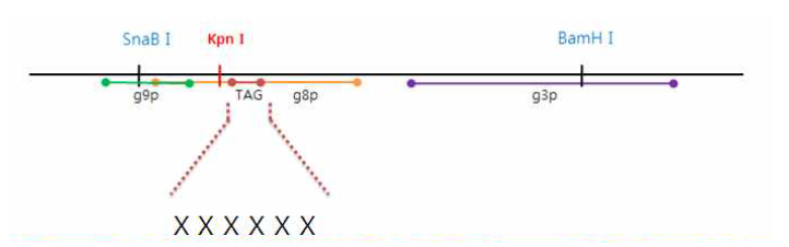 Random peptide phage library 제작