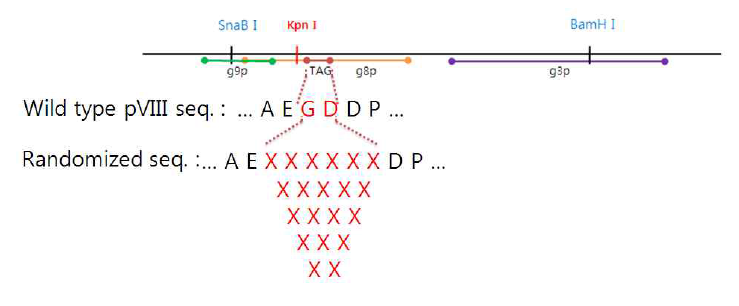 pVIII 표면단백질 random peptide phage 라이브러리 제작 모식도