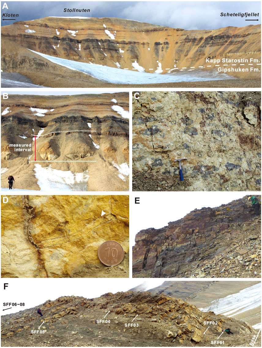 A-B, Overview of the Stollnuten section. Only the lower part of the section was measured. C, Basal chert bed in Stollnuten section. This bed is composed of greenish white cherts with black chert nodules. D, Fossiliferous packstone bed with bryozoans (arrow). E, Dark colored bedded chert bed in the upper part of the measured interval. F, Lateral view of the Stollnuten section with fossil horizons.