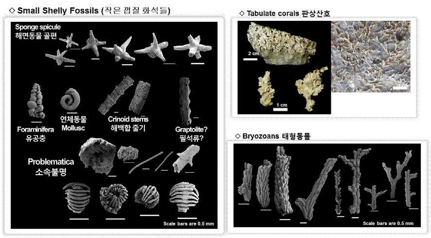 석회암의 산용해를 통해 분리해낸 규화된 화석들