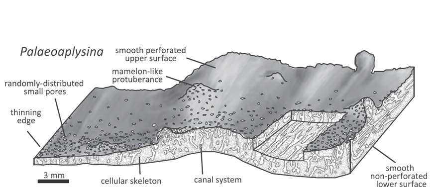 Palaeoaplysina의 형태와 내부구조.