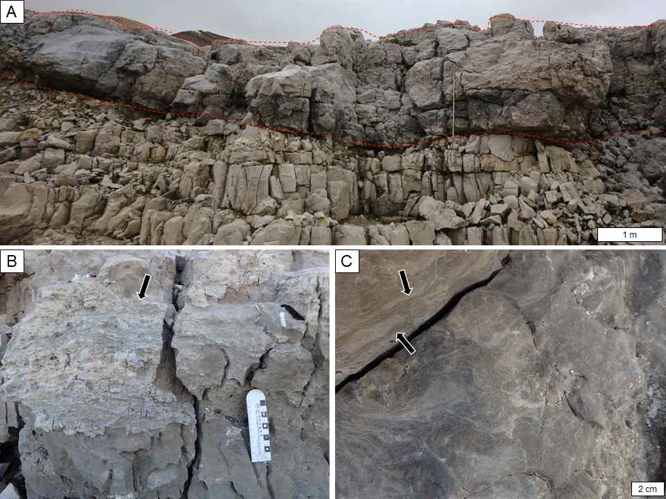 Palaeoaplysina 생물초의 노두 사진.