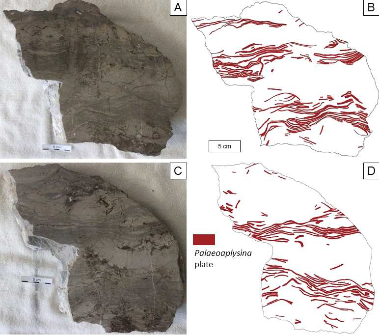 Palaeoaplysina 생물초의 슬랩 사진과 스케치.