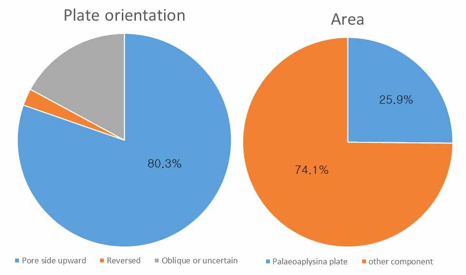 생물초에서 Palaeoaplysina가 차지하는 면적과 윗방향으로 놓여있는 판들의 비율.
