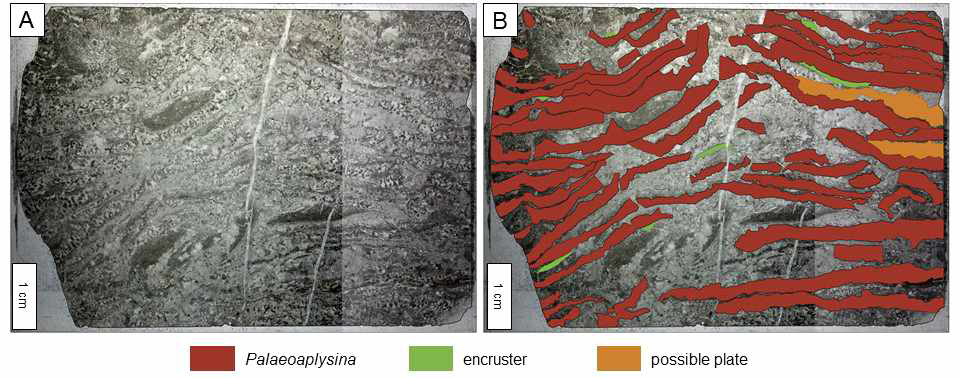 Palaeoaplysina 생물초의 조직.