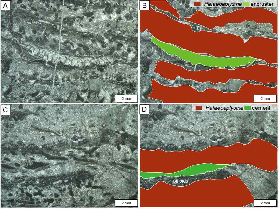 A-B) Palaeoaplysina 판 아랫면에 붙어있는 bryozoan의 현미경 사진과 스케치. C-D) Palaeoaplysina 판들 사이에 채우고 있는 펠로이드질의 geopetal 퇴적물과 방해석 교질물 의 박편 사진과 스케치.