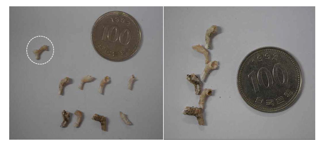 Scheteligfjellet층의 Aulopora가 포함된 탄산염암을 10% 염산에 녹였을 때 추출 된 산호의 코랄라이트 조각들.