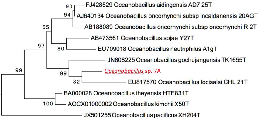내열성 세균(Oceanobacillus sp. 7A)의 16S rRNA 유전자 서열을 이용한 계통수