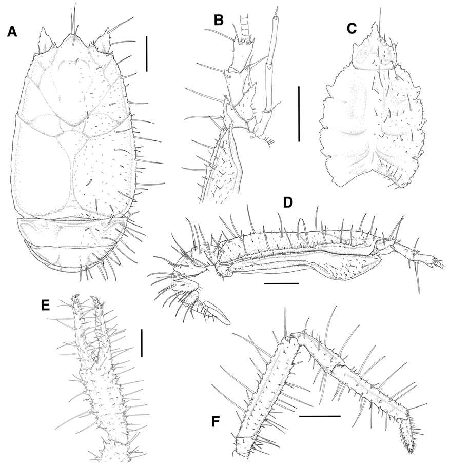 Kiwa n. sp. 수컷 holotype의 형태 스케치