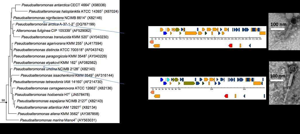 숙주 Pseudoalteromonas 세균들의 계통수(왼쪽), 바이러스의 유전자 배열 지도(중앙), 바이러스의 투과전자현미경 사진(오른쪽)