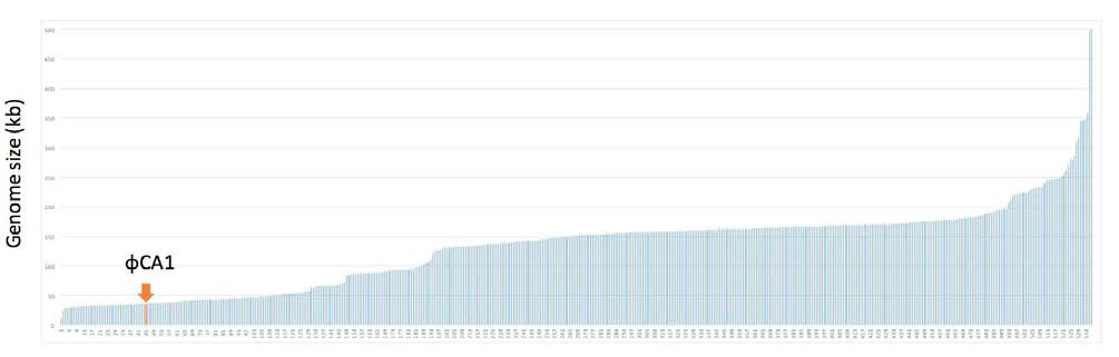 친저온성 바이러스 ΦCA1와 myovirus의 genome 크기 분포(NCBI Genome; 535개)