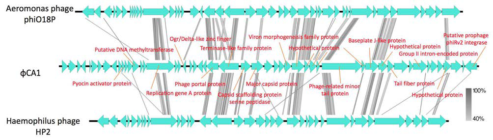 친저온성 바이러스 ΦCA1 및 관련 바이러스들의 genome 비교