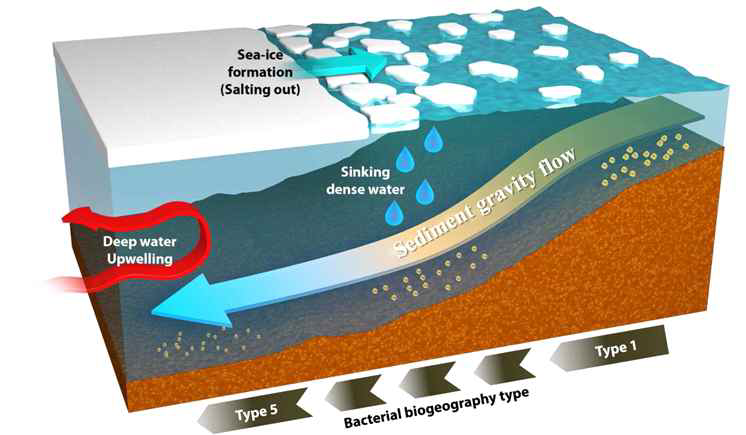 서북극해 해양환경특성에 의한 미생물생태변화