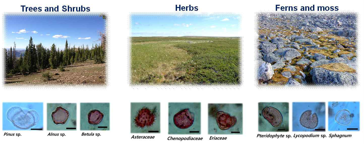 Major pollen and spores identified in the western Arctic sediments