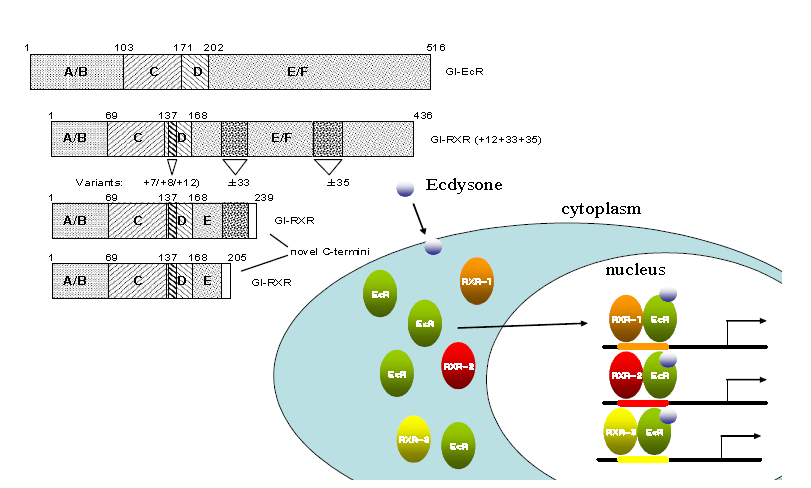 Steroid hormone 과 nuclear receptor의 신호