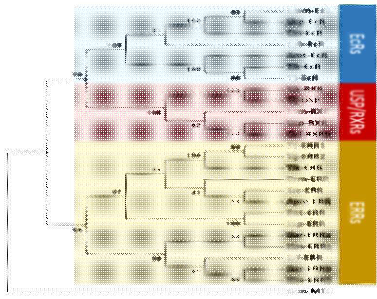 Phylogenetic tree of steroid hormone receptors.