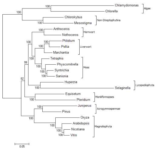 Phylogenetic tree constructed based on the sequences of protein-coding genes of bryophytes including S.uncinata