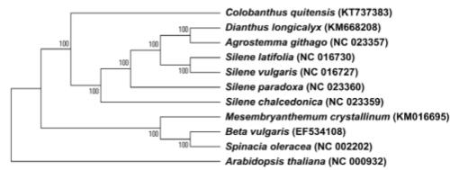 Phylogenetic tree constructed based on the sequences of full sequences of chloroplast DNA of Caryophyllaceae species