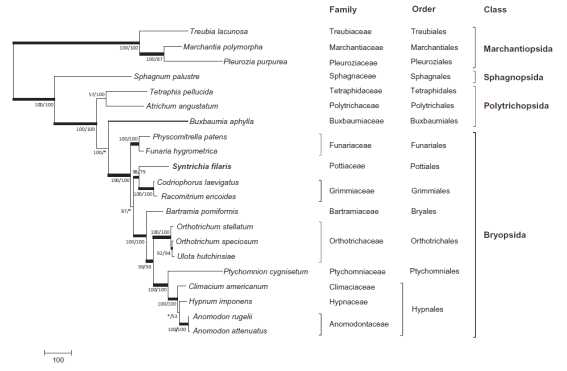 Phylogenetic position of Syntrichia filaris determined by Maximum Parsimony analysis based on combined analysis with amino acids sequences of 31 mitochondrial genes common in all taxa.