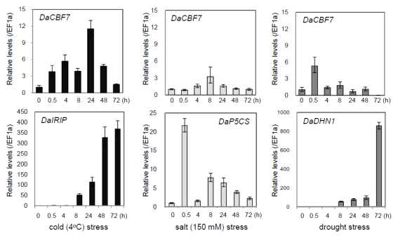Real-time qRT-PCR analysis of DaCBF7.