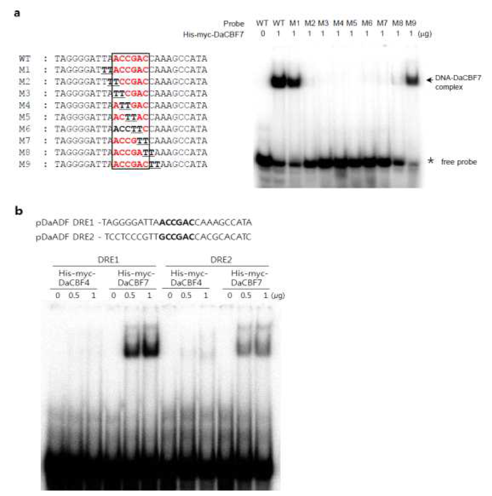 (a) Gel retardation assay of DaCBF7