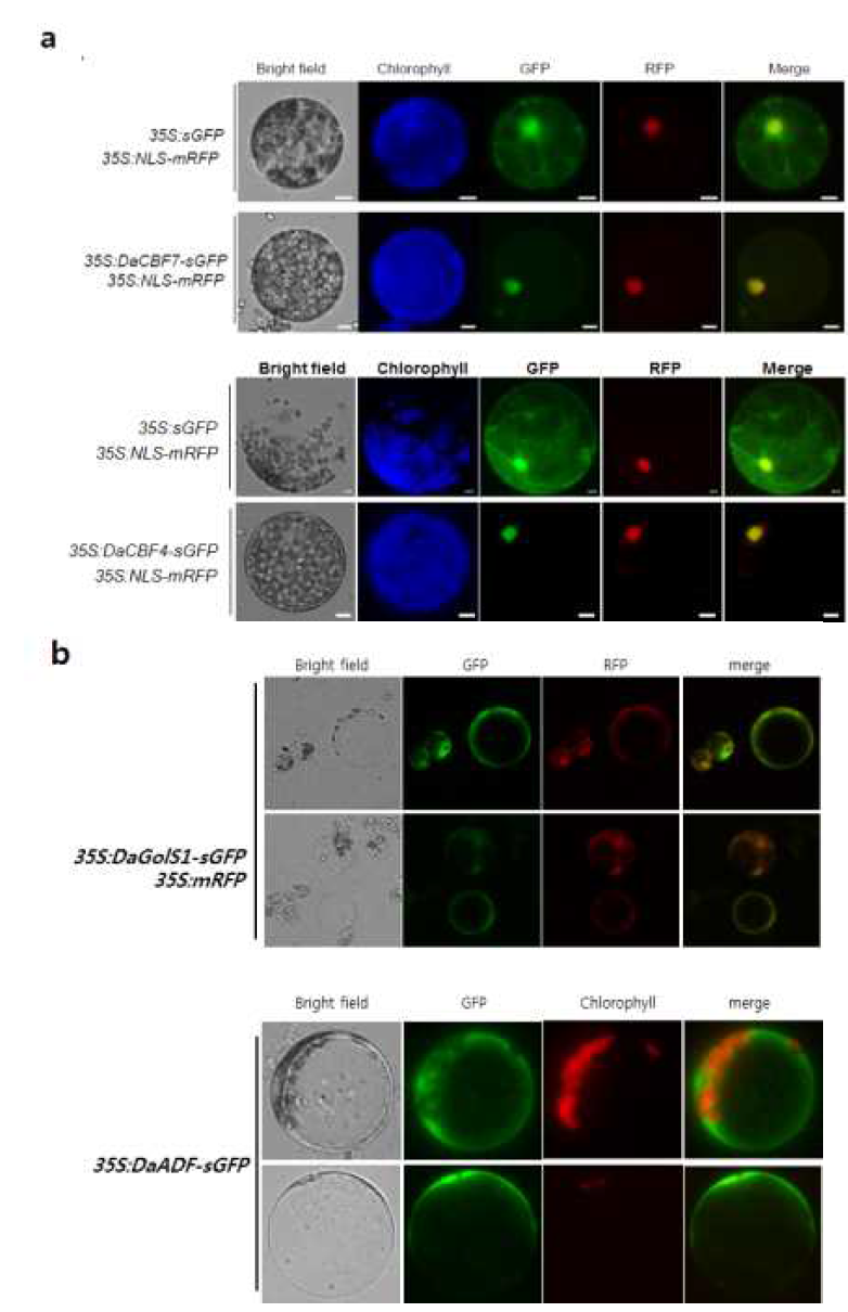 (a) Subcellular localization of DaCBF4 and DaCBF7.