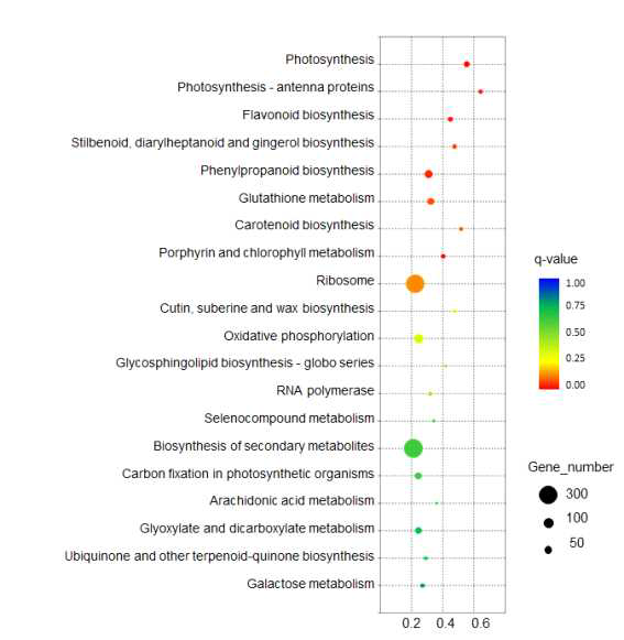 Gene set enrichment analysis of differentially expressed gene groups of Colobanthus quitnensis