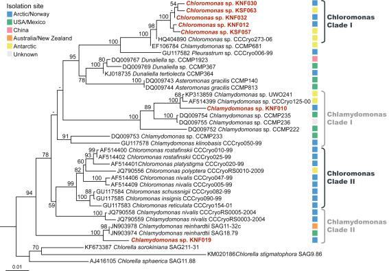 Neighbor-Joining tree of six KOPRI culture collection strains (two Chlamydomonas sp. and four Chloromonas sp.) inferred from 18S rRNA seqeunces (1190 nt, 38 taxa).