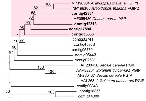 Phylogenetic relationship of AFP and PGIP homologous contigs from C. quitensis transcriptome data with the other plant proteins