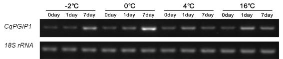 RT-PCR analysis of CqPGIP1 (contig42834) expression in leaves treated with cold stress. Gene expression of CqPGIP1 was more strongly induced under sub-zero temperature (-2-0°C) increased with days
