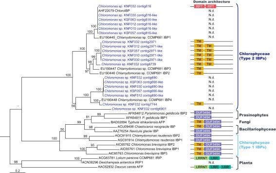 Neighbor-Joining tree of IBP amino acid sequences including 13 newly analyzed IBPs from six KOPRI strains