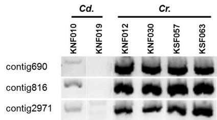 Type 2 IBP gene screening using cDNA from six KORPI strains.