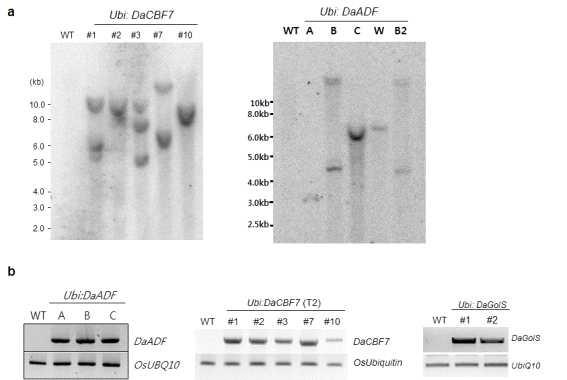(a) Genomic Southern blot analysis. Total leaf genomic DNA was isolated from wild-type and T2 Ubi:DaCBF7, Ubi:DaADF transgenic rice plants.