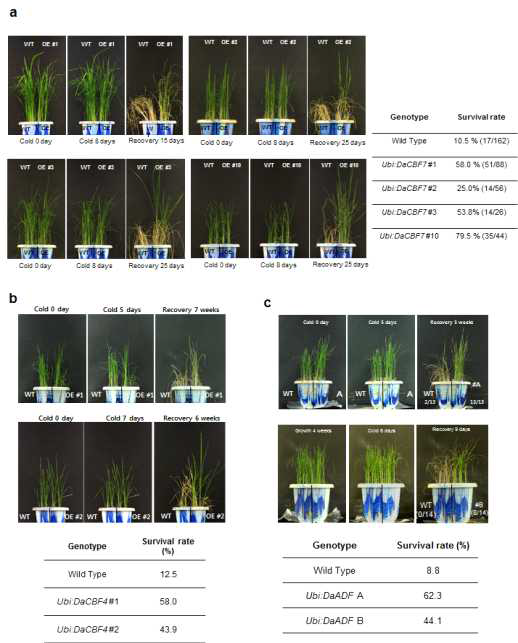 (a) Comparison of cold-stress tolerance between wild-type (WT) and Ubi:DaCBF7 transgenic plants