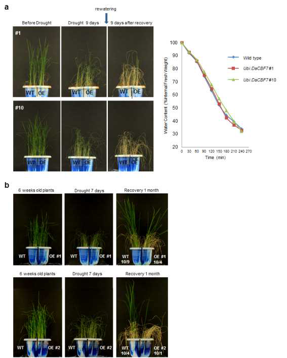 (a) Comparison of Drought tolerance of WT and Ubi:DaCBF7 transgenic (lines #1 and #10) plants