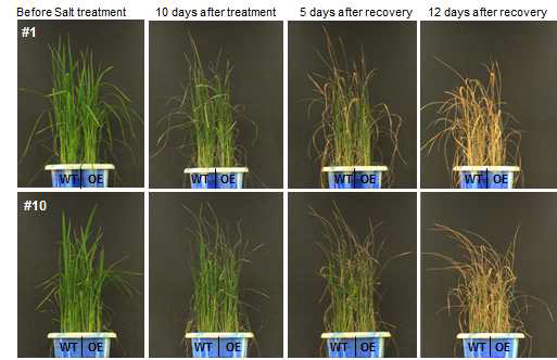 Tolerance to high-salinity conditions of WT and transgenic plant lines #1 and #10.