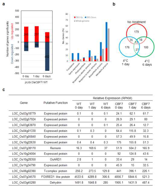 (a) Transcriptome analysis with RNA-seq of the cold-stress response of Ubi:DaCBF7 transgenic plants