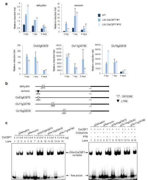 qRT-PCR and gel retardation analyses of five DaCBF7-induced target genes in Ubi:DaCBF7 transgenic rice plants.