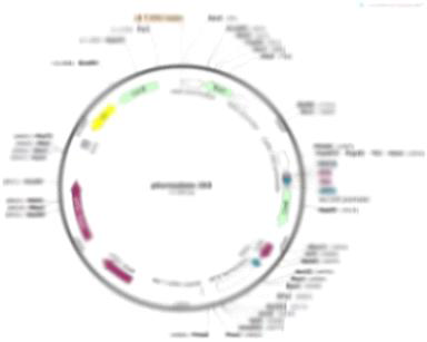 pEarleygate203 plant transformation vector. The Gateway cassettes in each vector include attR1, a chloramphenicol resistance gene (CmR), the ccdB killer gene and attR2.