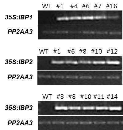 RT-PCR analysis of IBP1 (contig690), IBP2 (contig816) and IBP3 (contig2971) transcriptional expression in leaves treated with cold stress