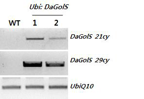 RT-PCR을 통한 형질전환 벼에서 DaGolS 과다발현 확인