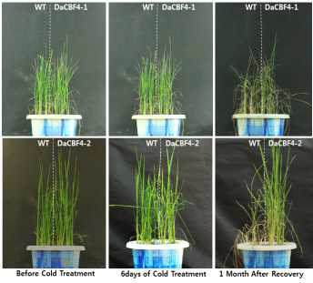 야생종과 DaCBF4 과다발현 T4 식물체의 저온 스트레스 내성 검증