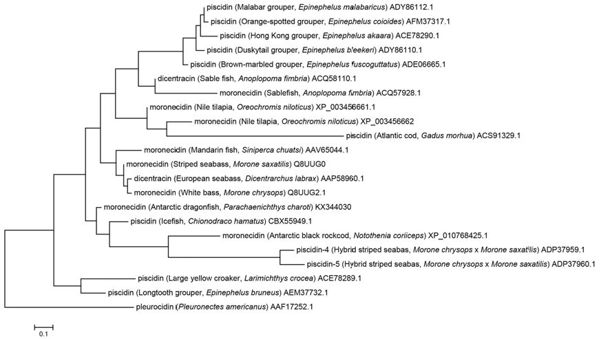 남극 어류의 moronecidin의 펩타이드 서열과 다른 어종의 단백질 서열을 이용 하여 phylogenetic tree 분석