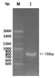 PCR amplification of small laccase gene from P lanococcus donghaensis.