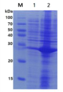 SDS-PAGE analysis of PdSLAC. M, molecular mass marker; lane 1, soluble protein fraction from supernatant of sonication for induced cell; lane 2. insoluble protein fraction from sediment of sonication for induced cells.